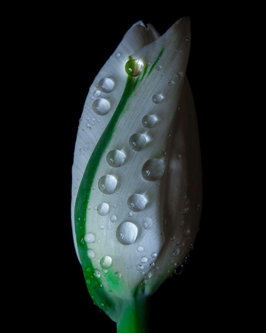 Water Droplet Techniques by Amthel Al-Dayni
