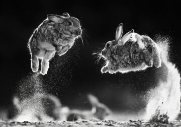 The Winners Of WildArt POTY Monochrome Competition
