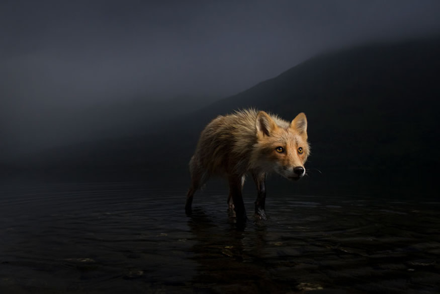 the-best-16-photos-of-the-wildlife-photographer-of-the-year-2021