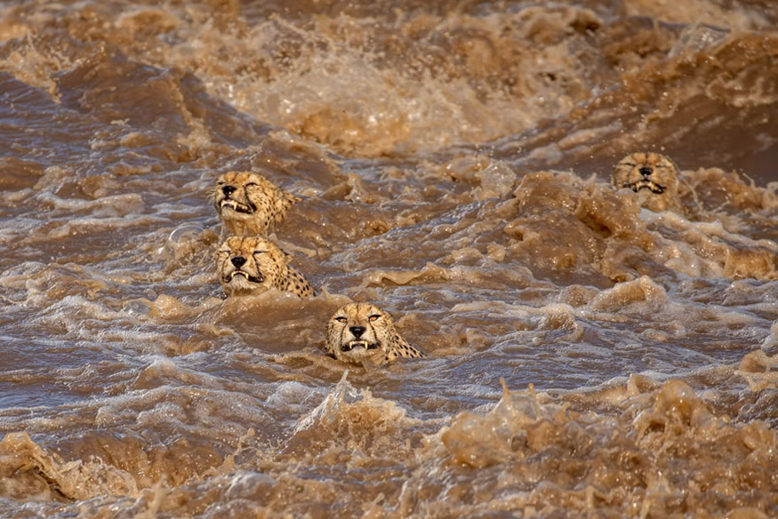 The Best 16 Photos Of The Wildlife Photographer Of The Year 2021