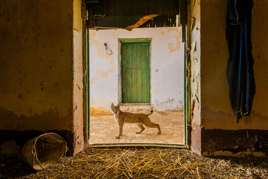 The Best 16 Photos Of The Wildlife Photographer Of The Year 2021