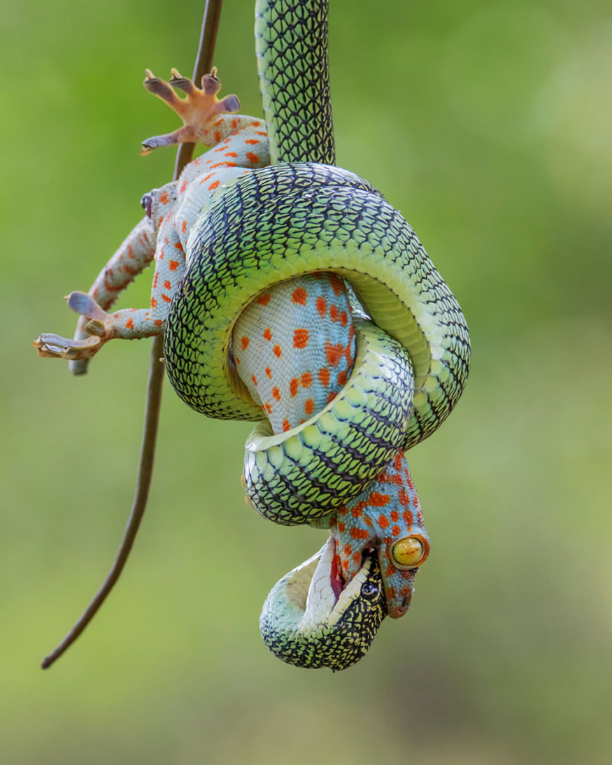 The Best 16 Photos Of The Wildlife Photographer Of The Year 2021