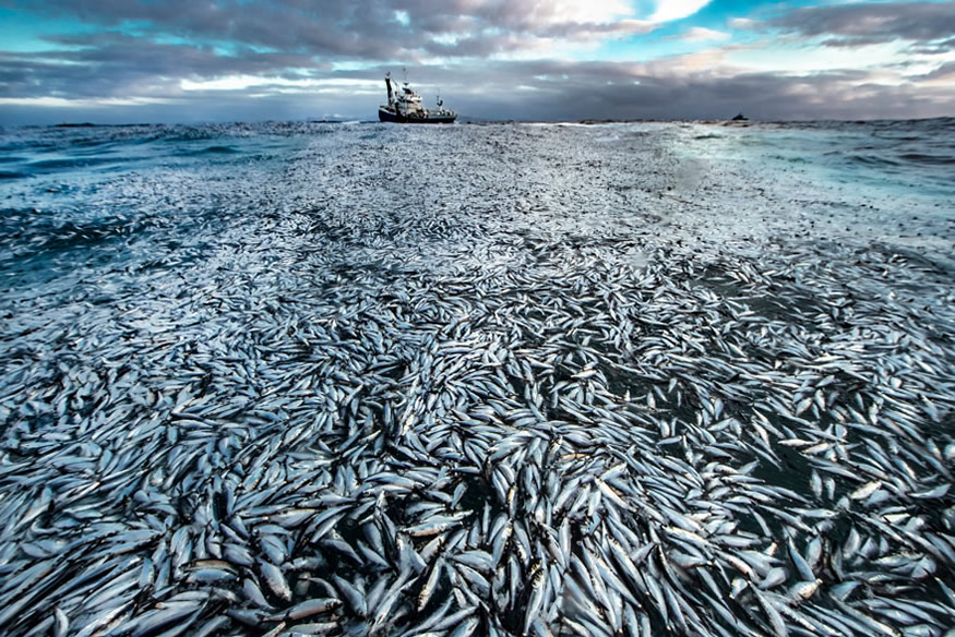 The Best 16 Photos Of The Wildlife Photographer Of The Year 2021