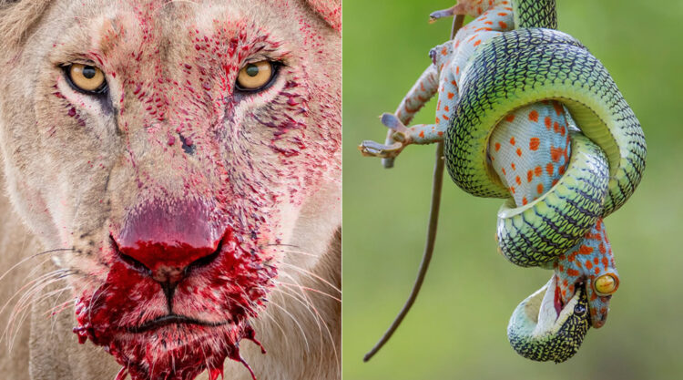 The Best 16 Photos Of The Wildlife Photographer Of The Year 2021