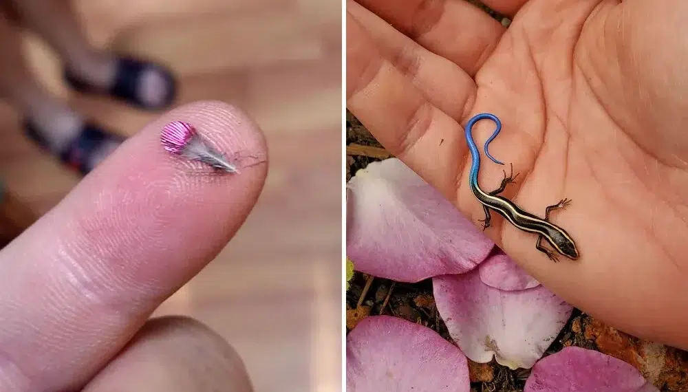 30 Of The Most Interesting And Unexpected Things That People Found 31 Tiny pink feather on a fingertip; a small blue-tailed skink resting on a palm