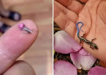 Tiny pink feather on a fingertip; a small blue-tailed skink resting on a palm