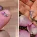 Tiny pink feather on a fingertip; a small blue-tailed skink resting on a palm