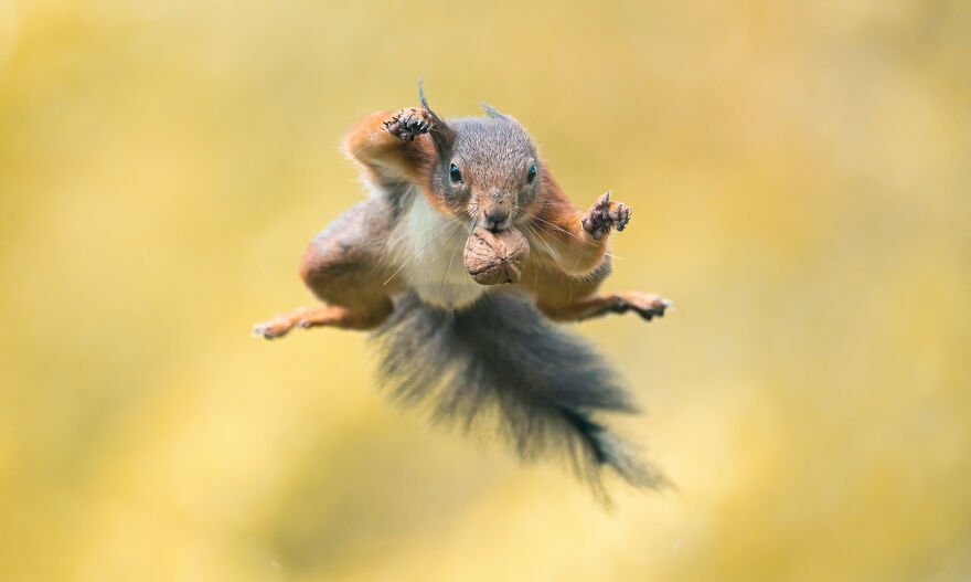 Photographer Niki Colemont Spent 5 Years Capturing Perfectly Timed Action Shots Of Animals In Nature