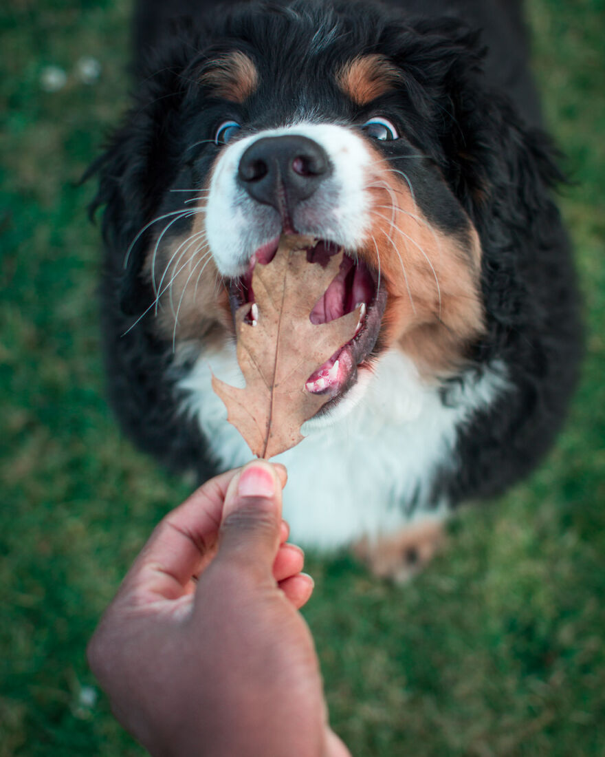 Photographer Niki Colemont Spent 5 Years Capturing Perfectly Timed Action Shots Of Animals In Nature