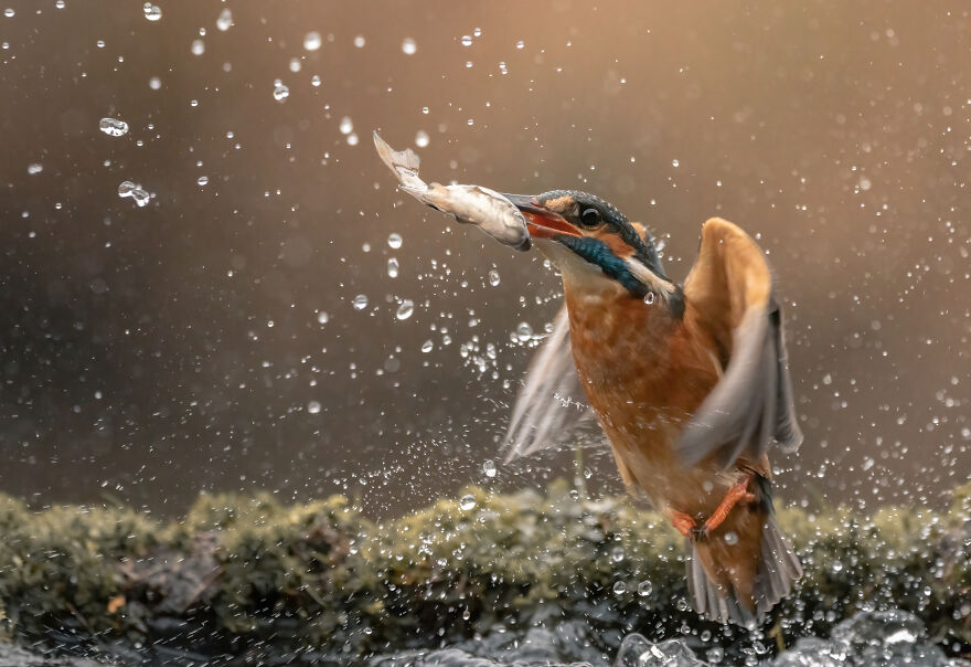 Photographer Niki Colemont Spent 5 Years Capturing Perfectly Timed Action Shots Of Animals In Nature