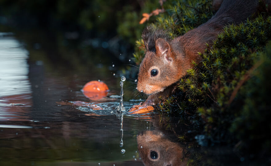 Photographer Niki Colemont Spent 5 Years Capturing Perfectly Timed Action Shots Of Animals In Nature