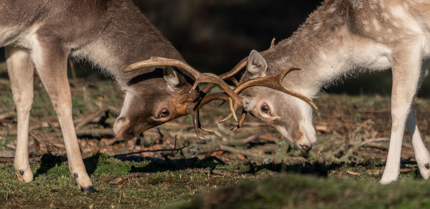 Photographer Niki Colemont Spent 5 Years Capturing Perfectly Timed Action Shots Of Animals In Nature