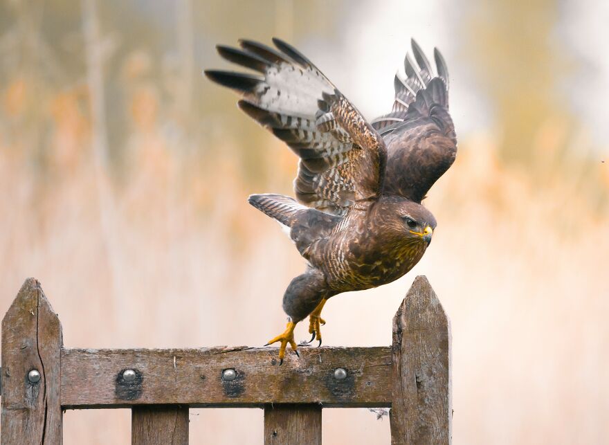 Photographer Niki Colemont Spent 5 Years Capturing Perfectly Timed Action Shots Of Animals In Nature