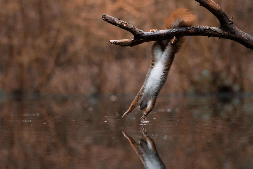 Photographer Niki Colemont Spent 5 Years Capturing Perfectly Timed Action Shots Of Animals In Nature