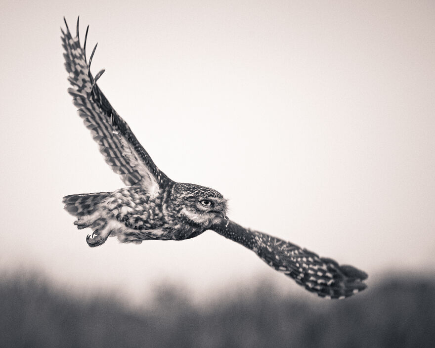 Photographer Niki Colemont Spent 5 Years Capturing Perfectly Timed Action Shots Of Animals In Nature