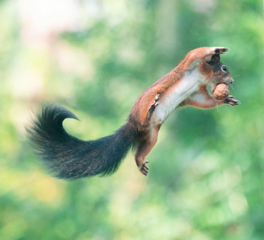 Photographer Niki Colemont Spent 5 Years Capturing Perfectly Timed Action Shots Of Animals In Nature