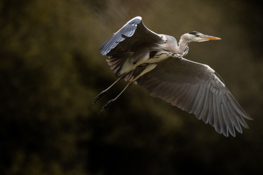 Photographer Niki Colemont Spent 5 Years Capturing Perfectly Timed Action Shots Of Animals In Nature