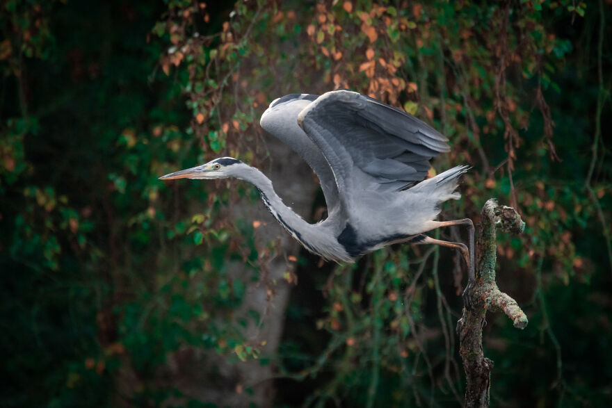 Photographer Niki Colemont Spent 5 Years Capturing Perfectly Timed Action Shots Of Animals In Nature