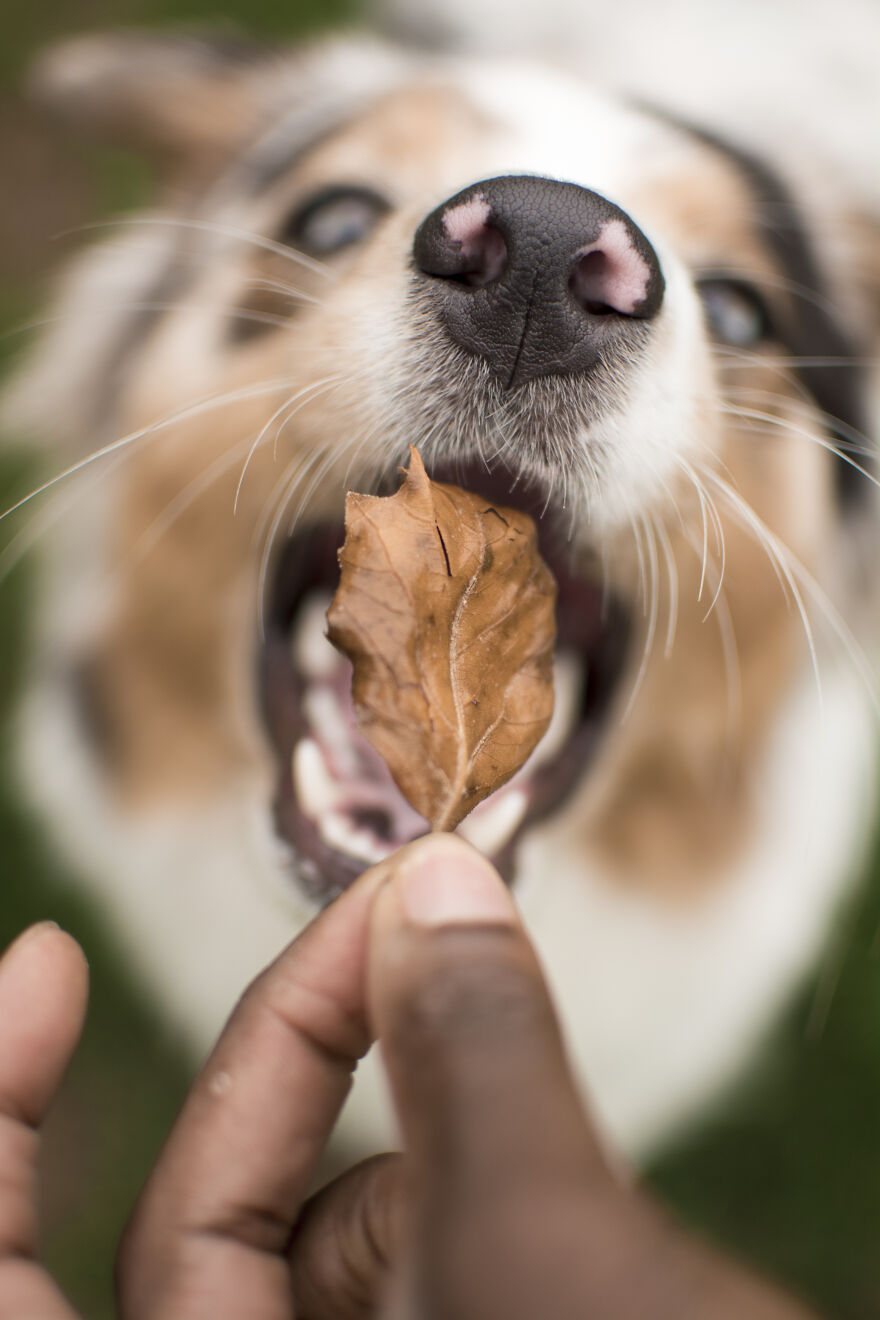 Photographer Niki Colemont Spent 5 Years Capturing Perfectly Timed Action Shots Of Animals In Nature