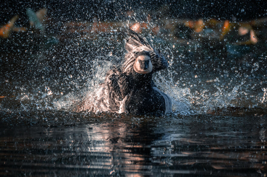 Photographer Niki Colemont Spent 5 Years Capturing Perfectly Timed Action Shots Of Animals In Nature