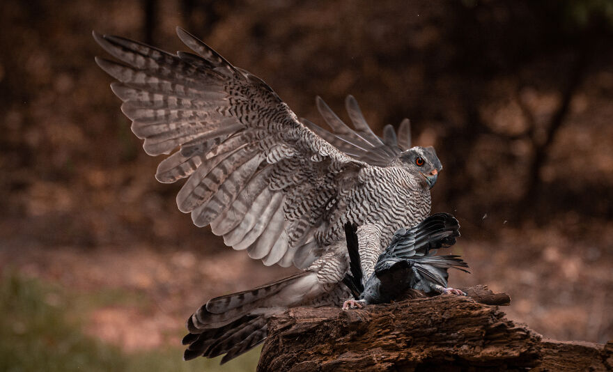 Photographer Niki Colemont Spent 5 Years Capturing Perfectly Timed Action Shots Of Animals In Nature