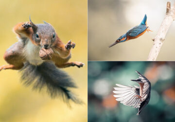 Photographer Niki Colemont Spent 5 Years Capturing Perfectly Timed Action Shots Of Animals In Nature