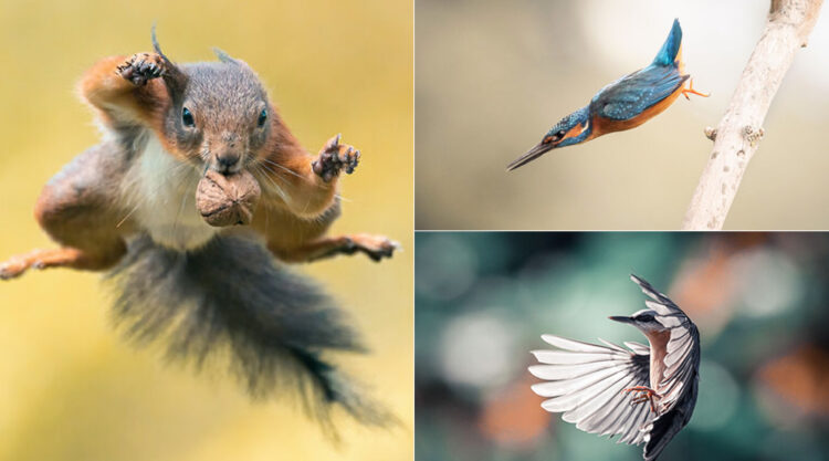 Photographer Niki Colemont Spent 5 Years Capturing Perfectly Timed Action Shots Of Animals In Nature
