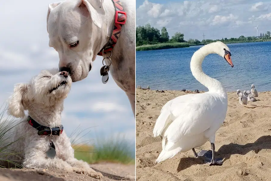 30 Animal Moms Who Show You What Motherhood Is Really Like
