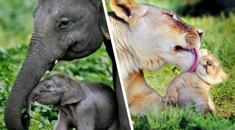 20 Photos Of Animal Moms Who Show You What Motherhood Is Really Like