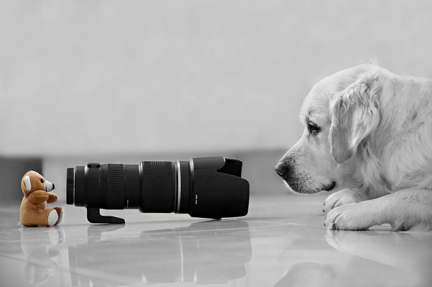 30 Funniest Photos Of Animals Getting Comfortable With Camera Gear