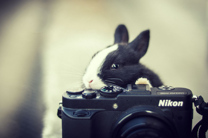 30 Funniest Photos Of Animals Getting Comfortable With Camera Gear