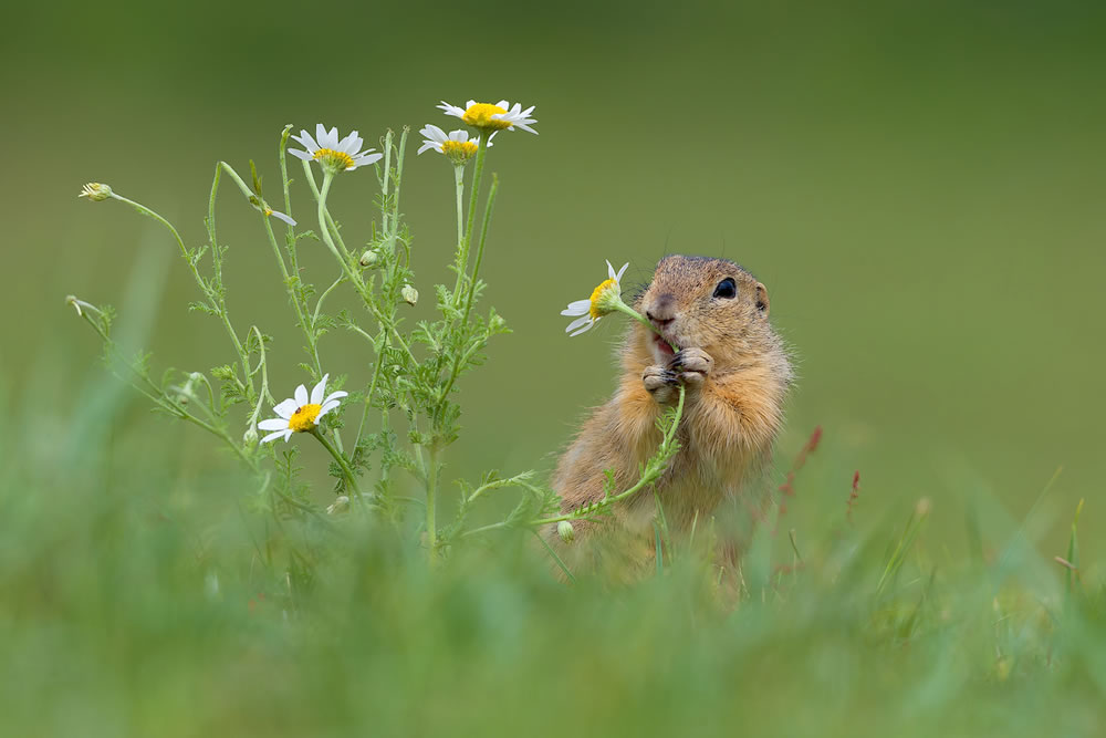 The Winners Of WildArt POTY Backyard Competition