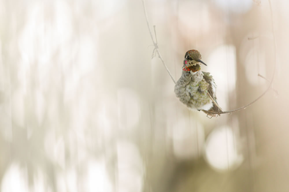 The Winners Of WildArt POTY Backyard Competition