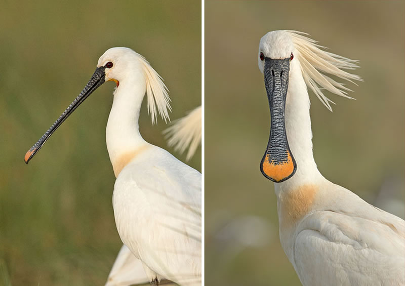 Dutch Photographer Captured Birds From The Front That Will Make You Laugh Out Loud