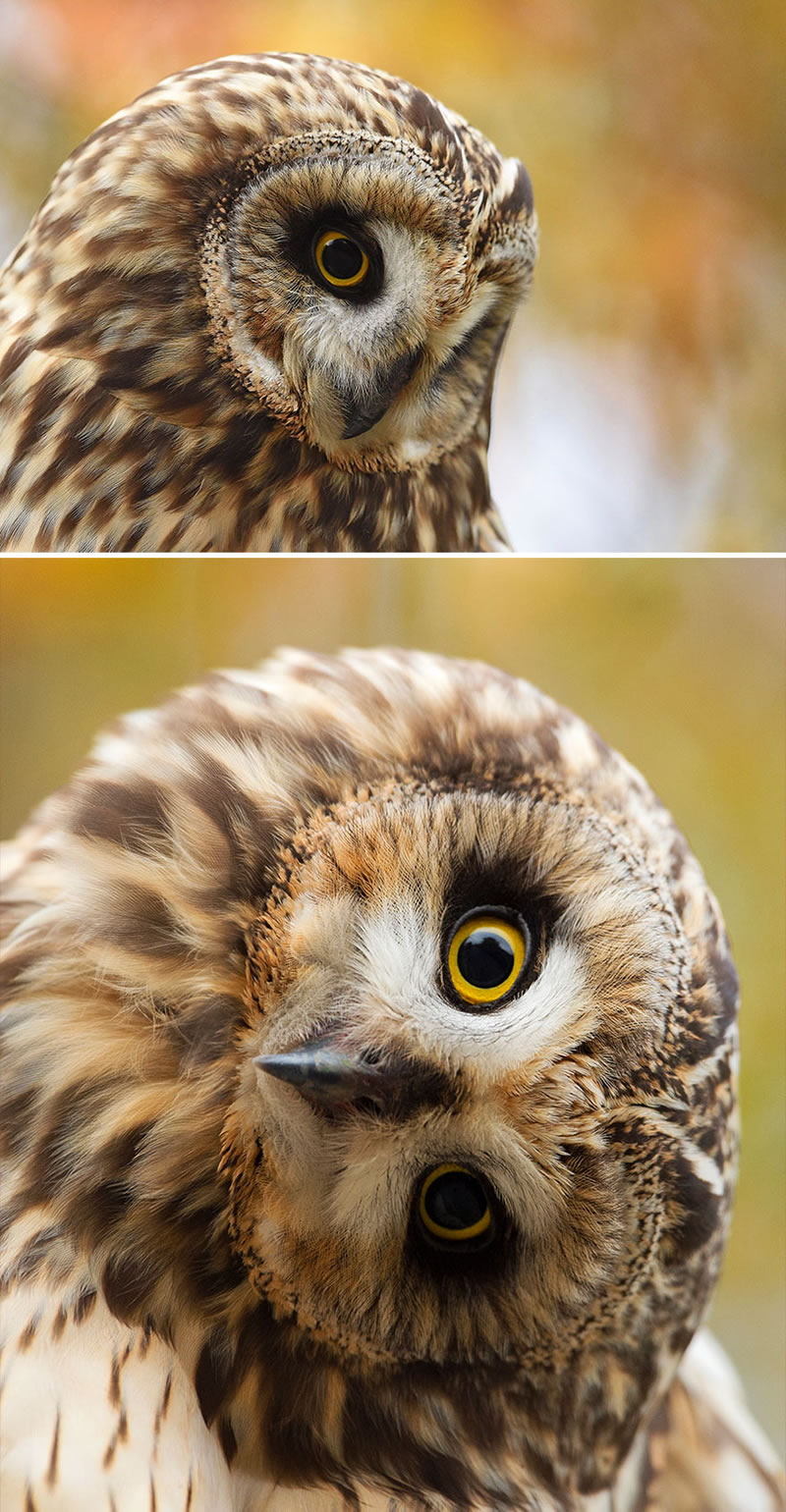 Dutch Photographer Captured Birds From The Front That Will Make You Laugh Out Loud