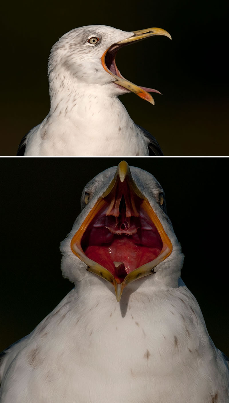 Dutch Photographer Captured Birds From The Front That Will Make You Laugh Out Loud