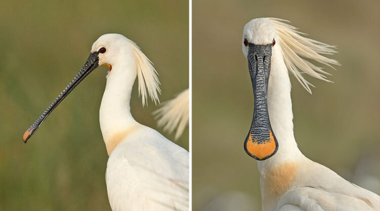 Dutch Photographer Captured Birds From The Front That Will Make You Laugh Out Loud