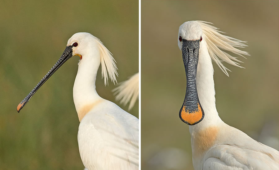 Dutch Photographer Captured Birds From The Front That Will Make You Laugh Out Loud