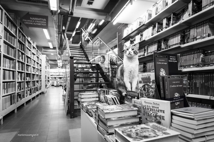 Cats At Work: 30 Photos Of Cats Living In People’s Working Places By Marianna Zampieri