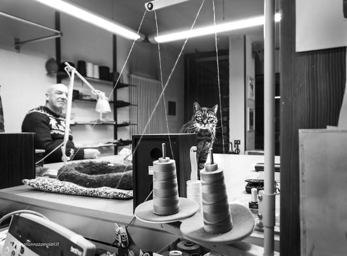 Cats At Work: 30 Photos Of Cats Living In People’s Working Places By Marianna Zampieri