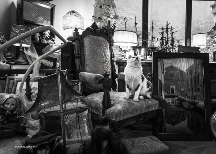 Cats At Work: 30 Photos Of Cats Living In People’s Working Places By Marianna Zampieri