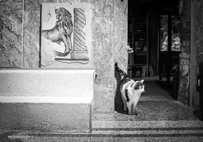 Cats At Work: 30 Photos Of Cats Living In People’s Working Places By Marianna Zampieri