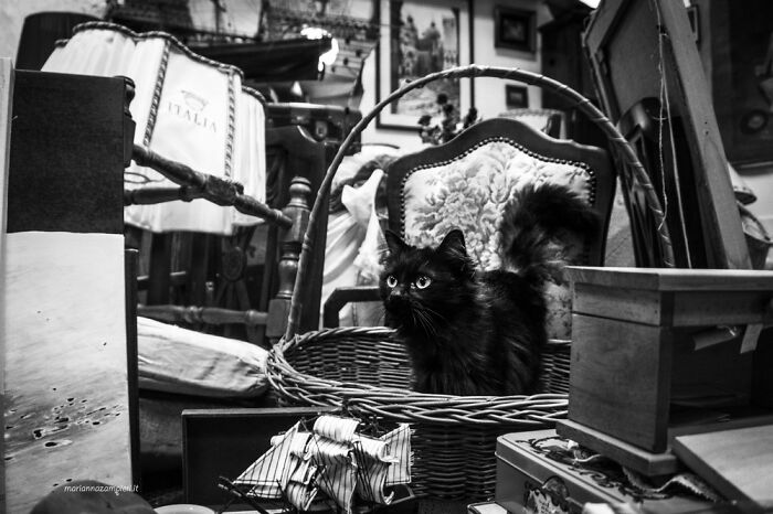 Cats At Work: 30 Photos Of Cats Living In People’s Working Places By Marianna Zampieri