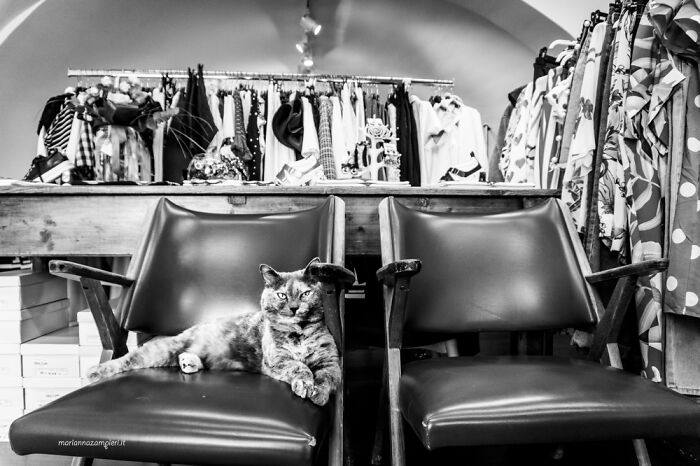 Cats At Work: 30 Photos Of Cats Living In People’s Working Places By ...