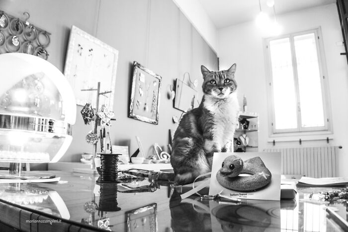 Cats At Work: 30 Photos Of Cats Living In People’s Working Places By Marianna Zampieri