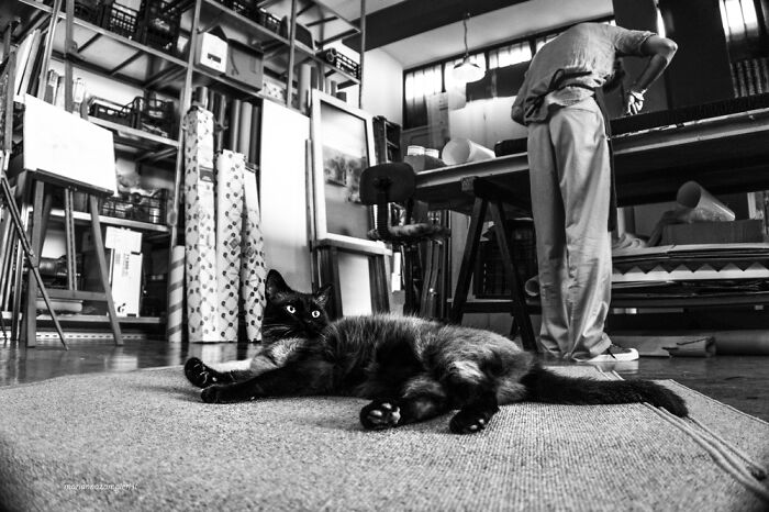 Cats At Work: 30 Photos Of Cats Living In People’s Working Places By Marianna Zampieri