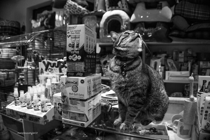 Cats At Work: 30 Photos Of Cats Living In People’s Working Places By Marianna Zampieri