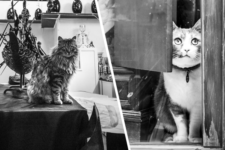 Cats At Work: 30 Photos Of Cats Living In People's Working Places
