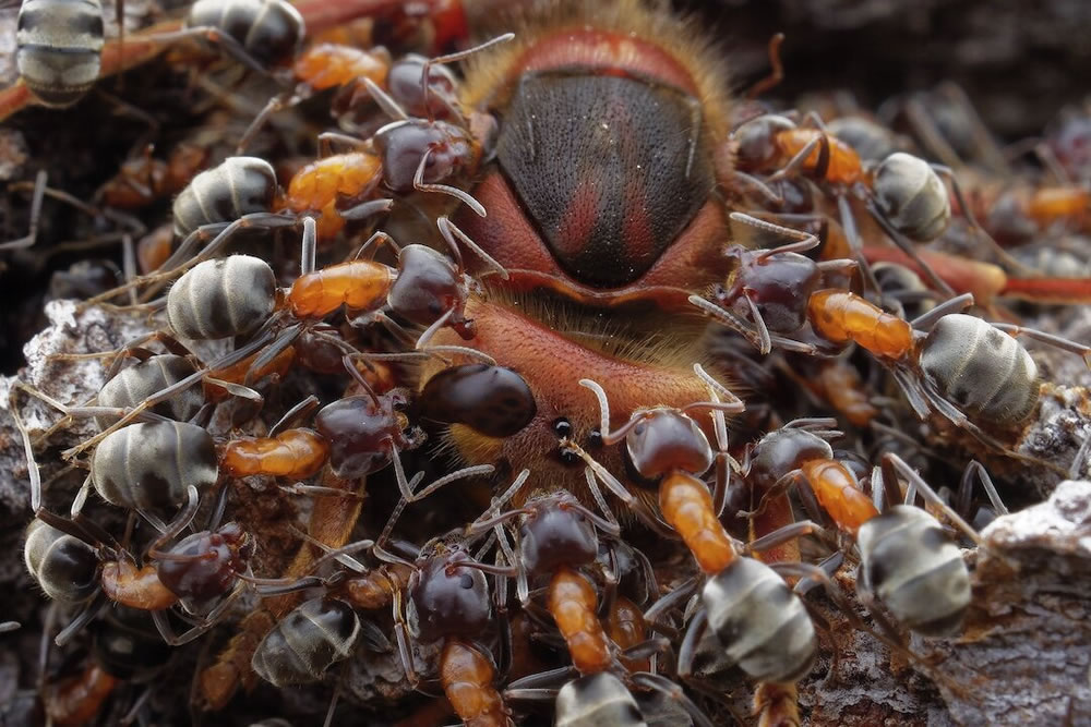 The Best 27 Winning Photos Of Close-Up Photographer Of The Year 2021