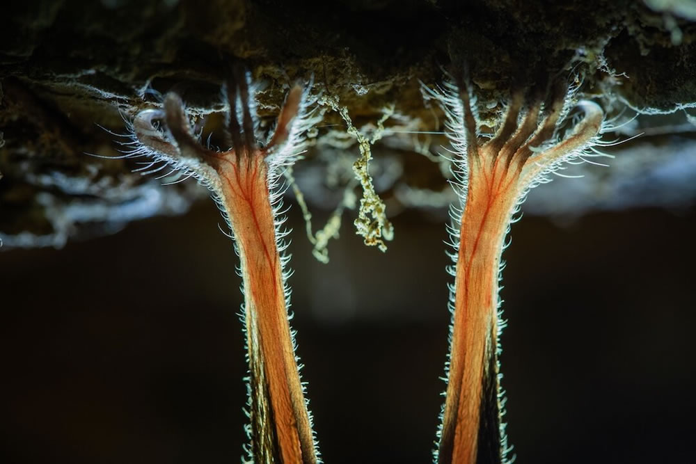 The Best 27 Winning Photos Of Close-Up Photographer Of The Year 2021